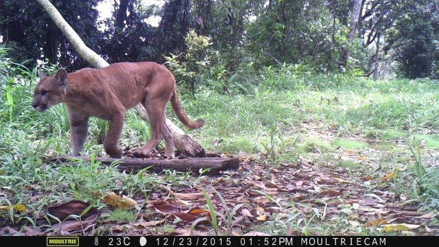 Projeto Onças Urbanas monta as primeiras armadilhas fotográficas em unidade de conservação em Maricá 6 onca