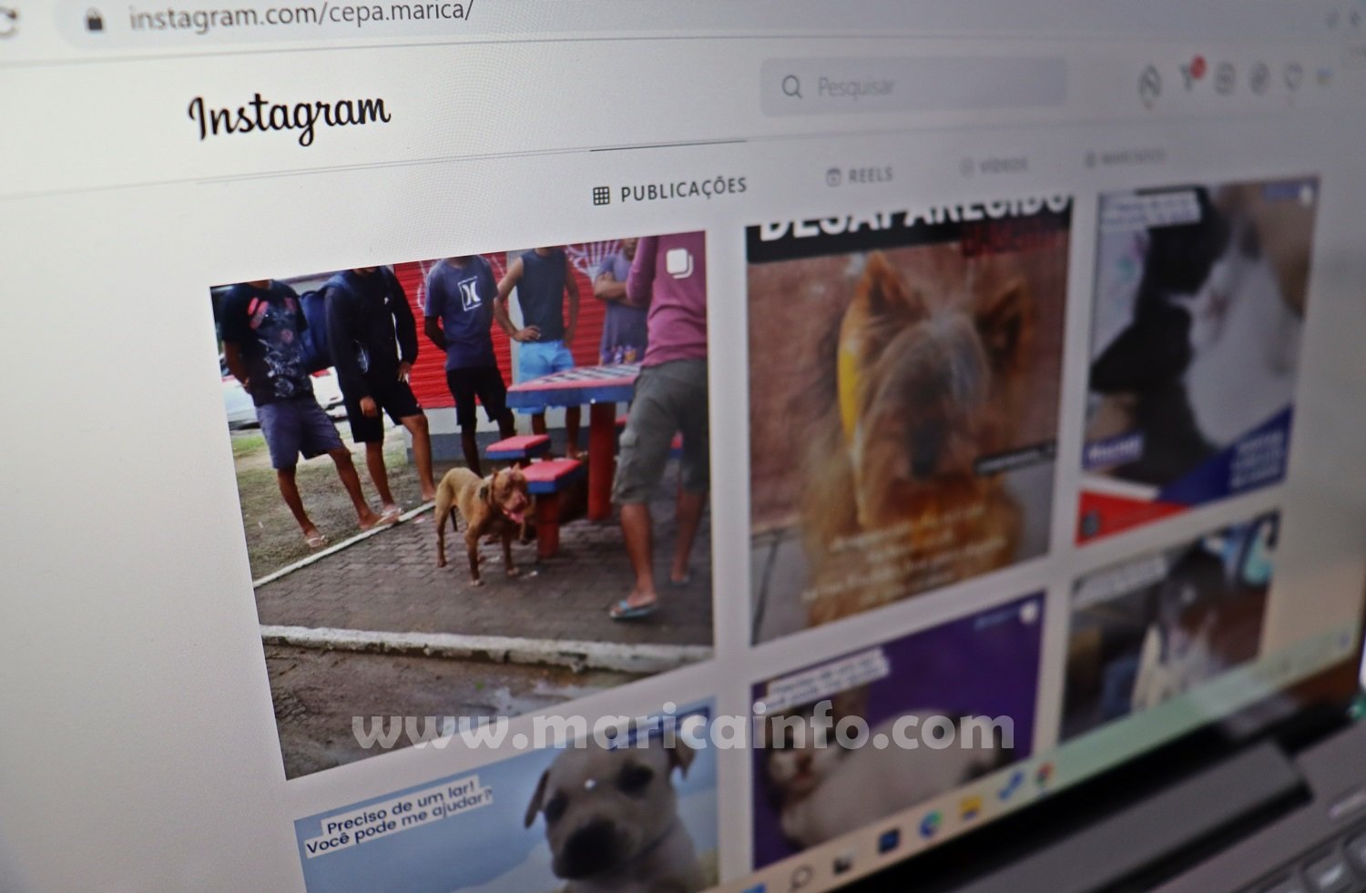 Maricá idealiza campanha para incentivar adoção de animais on-line 7 protecao animal doacao