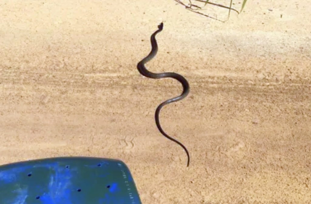 Maricá: Cobra venenosa é encontrada no pátio da prefeitura 5 jararaca pmm