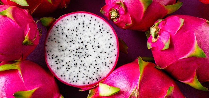 Maricá terá workshop para ensinar técnica de plantio da Pitaya 6 pitaya