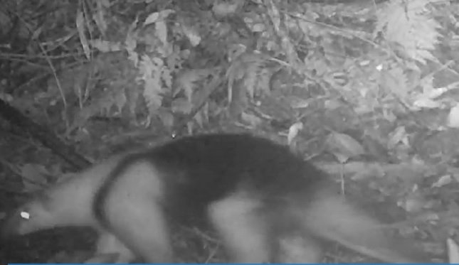 Maricá identifica mais de 170 animais silvestres em área de proteção 9 Tamandua mirim Tamandua tetradactyla