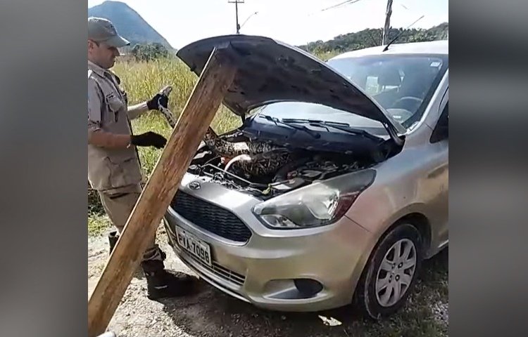 Itaipuaçu: Bombeiros resgatam jiboia dentro de carro (vídeo) 7 cobra carro itai