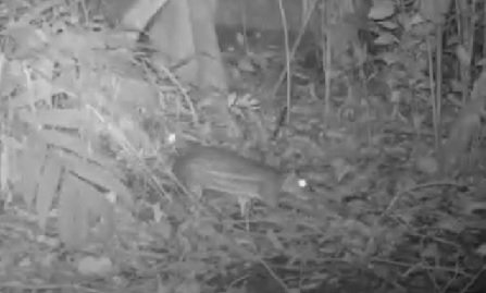 Maricá identifica mais de 170 animais silvestres em área de proteção 11 paca Cuniculus paca