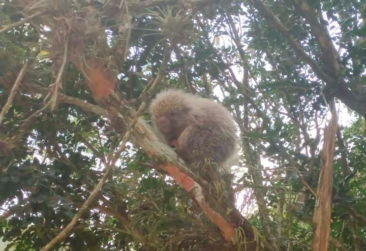 Maricá: Guarda Municipal resgata porco-espinho no Recanto 9 porco espinho recanto