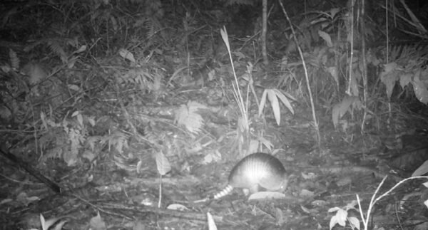 Maricá identifica mais de 170 animais silvestres em área de proteção 10 tatu Dasypus novemcintus