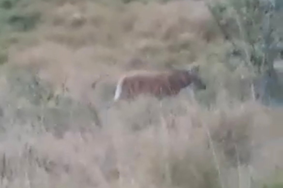 Lobo-guará é flagrado em Maricá 8 312DDCAE 8426 443A 8A4F 180F01D278E5