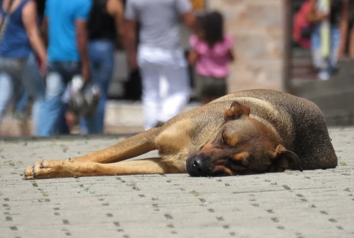 Maricá terá programa de controle reprodutivo de animais de rua 11 animal de rua