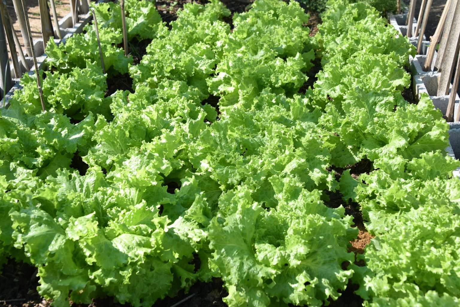 Maricá: Escolas públicas vão receber projeto para cultivar hortaliças e tilápias 7 hortalicas