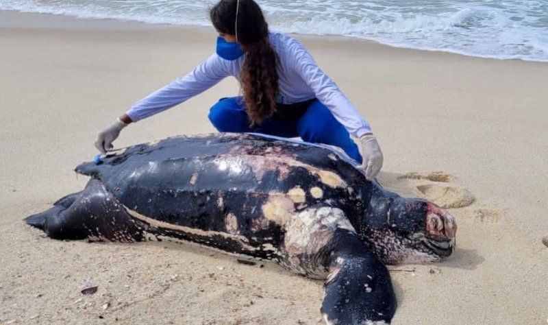 Tartaruga-de-couro é encontrada morta na Praia de Itaipuaçu 11 tartaruga