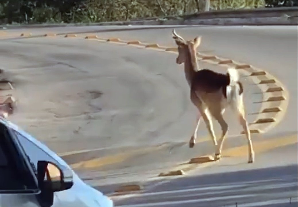 Veado é encontrado vagando em avenida de Maricá 10 veado marica