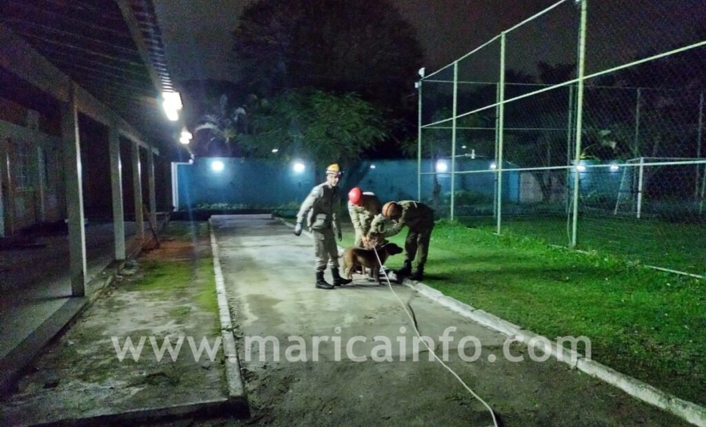 Bombeiros resgatam pitbulls em condomínio de Maricá 13 Pitbulls bombeiros condominio
