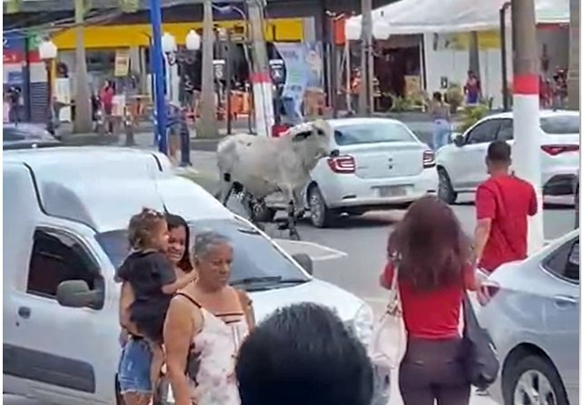 Maricá: Boi solto causa tumulto no Centro (vídeo) 7 boi centro
