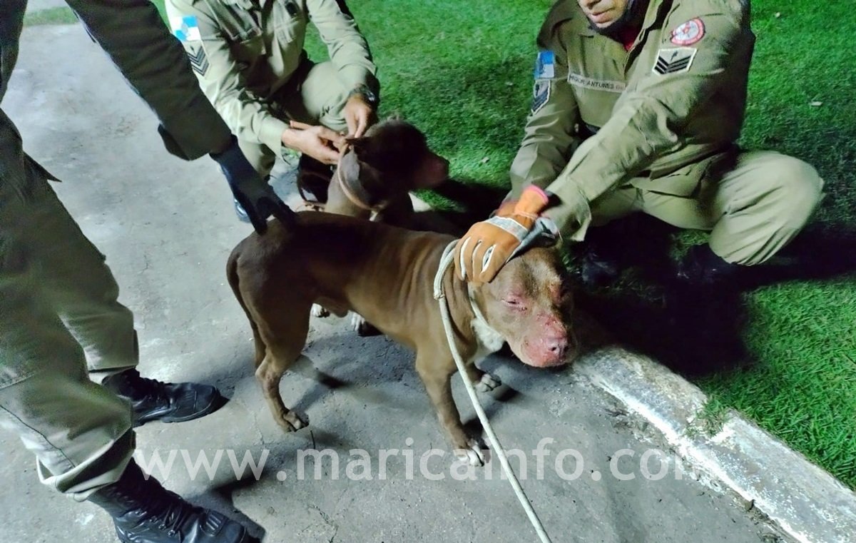 Bombeiros resgatam pitbulls em condomínio de Maricá 12 pitbull condominio uba