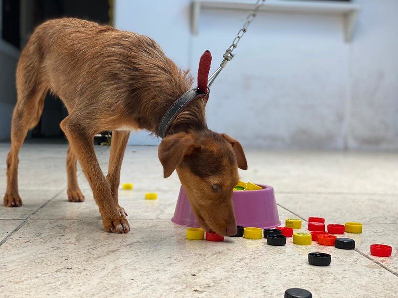 Maricá inicia campanha que troca tampinhas plásticas por ração para cães e gatos 10 campanha tampinha racao
