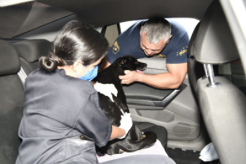 Maricá inicia vacinação antirrábica em sistema drive-thru na quarta-feira (14) 7 vacinacao antirrabica drive