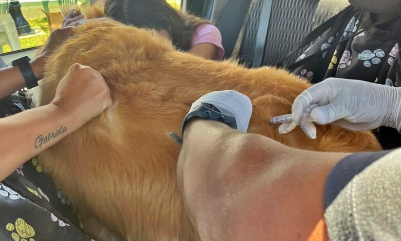 Maricá: Campanha de Vacinação Antirrábica Animal começa nos distritos Centro e Ponta Negra neste sábado (23) 7 vacinacao drive trhu 12