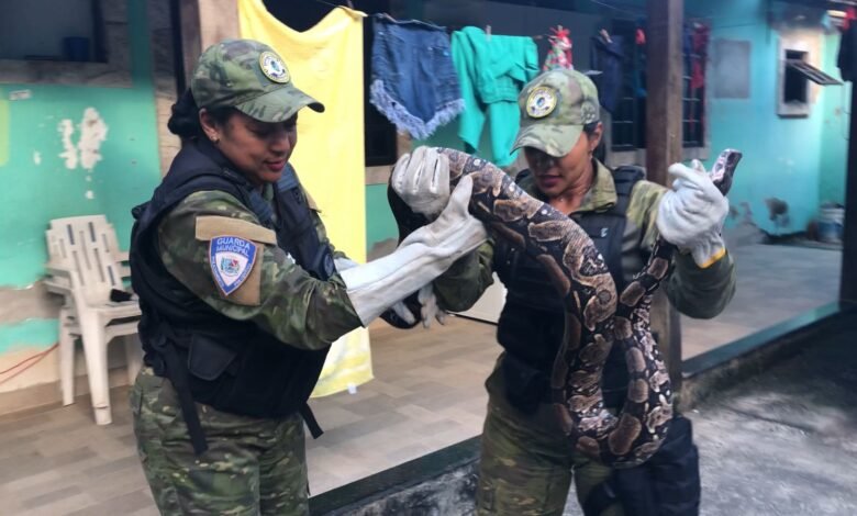 Guarda Municipal de Maricá resgata jiboia em residência 8 GM