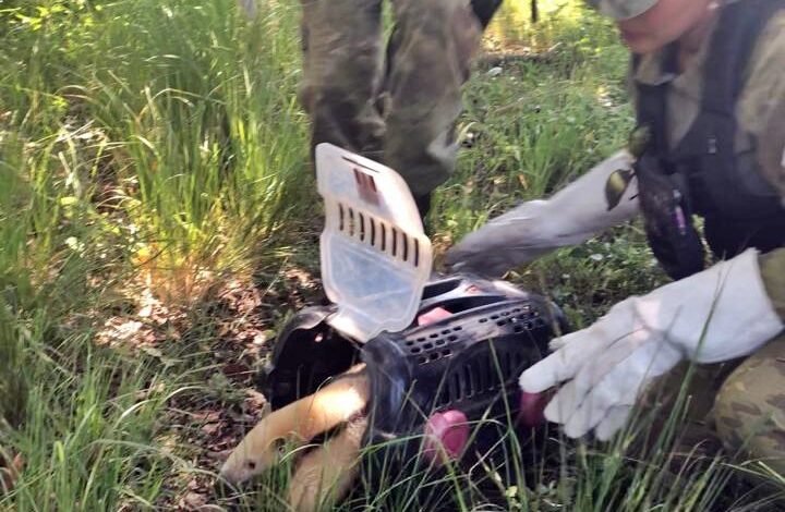 Maricá: Guarda Municipal resgata jiboia e tamanduá-mirim 4 captura tamandua