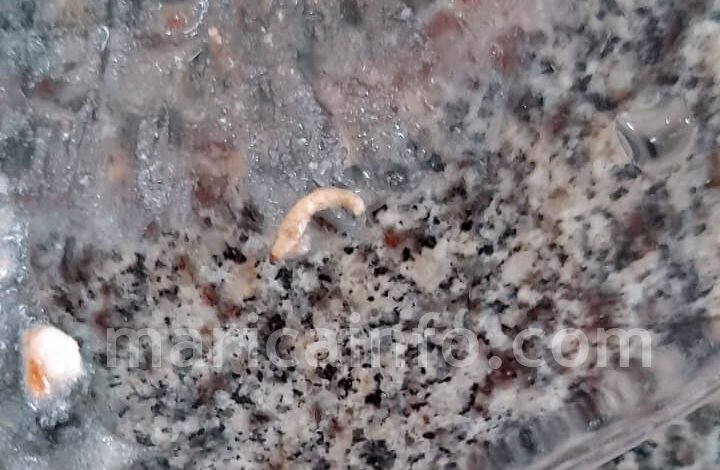 Maricá: Estrogonofe, arroz, feijão e... larvas; a comida servida aos alunos de colégio estadual 8 larva comida