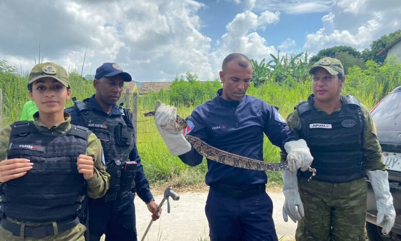 Maricá: Cobra é resgatada na suspensão do carro em Inoã 8 cobra resgatada gm carro