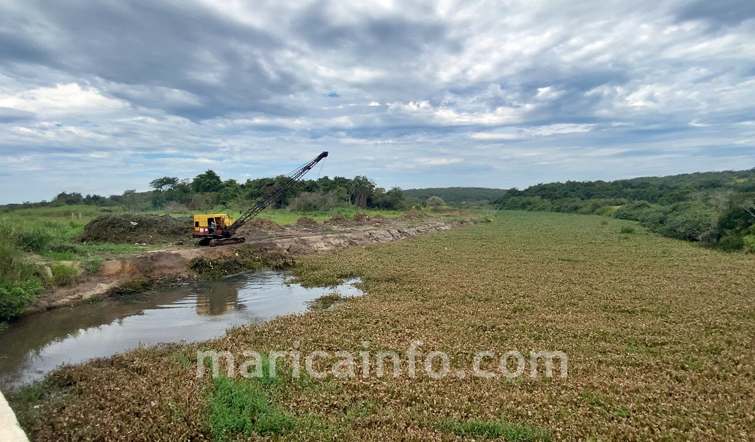 Maricá: Despejo de esgoto faz gigogas se proliferarem 2 gigogas proliferal canal da costa