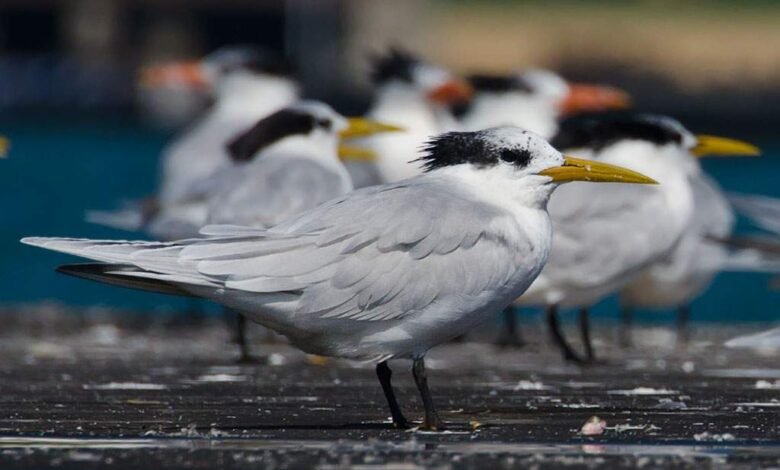 Influenza Aviária: Estado do Rio confirma terceiro caso de ave silvestre com H5N1 8 passaro trinta reis de bando Thalasseus acuflavidus