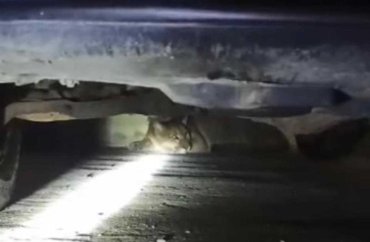 Onça é encontrada em residência em Jaconé 1 onca jacone