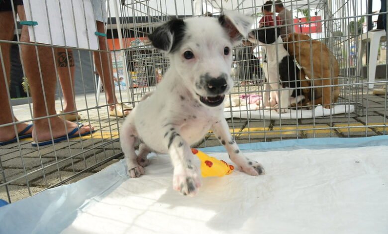Maricá promove campanha com vacinação, castração e adoção de animais neste sábado 9 adocao a