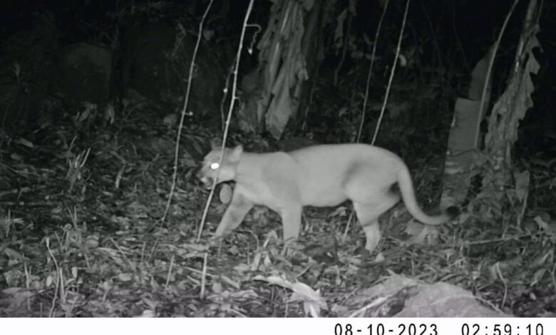Maricá: Onça-parda volta a aparecer na cidade 10 onca parda espraiado marica