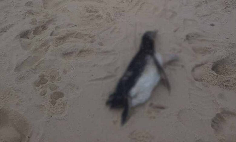 Pinguins aparecem em praias de Maricá 11 pinguim copiar