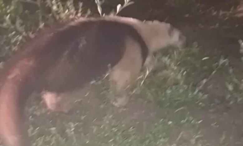 Guarda Municipal de Maricá resgata tamanduá mirim em Bambuí 9 tamandua