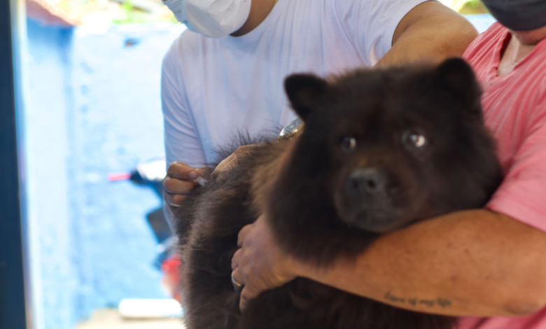 Maricá: Campanha de vacinação antirrábica em cães e gatos nos próximos sábados, confira os polos! 8 IMG 0559