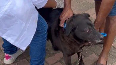 Maricá: Campanha de Vacinação Antirrábica Animal chega a Inoã e Itaipuaçu neste sábado (30) 9 IMG 4472