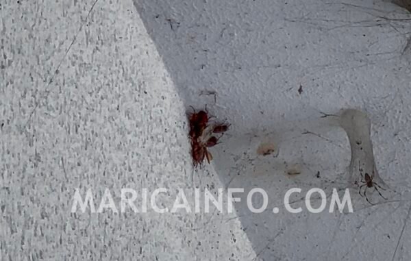 Maricá: Cemitério municipal sofre com infestação de baratas a menos de um mês do dia de Finados 7 Infestacao de baratas cemiterio