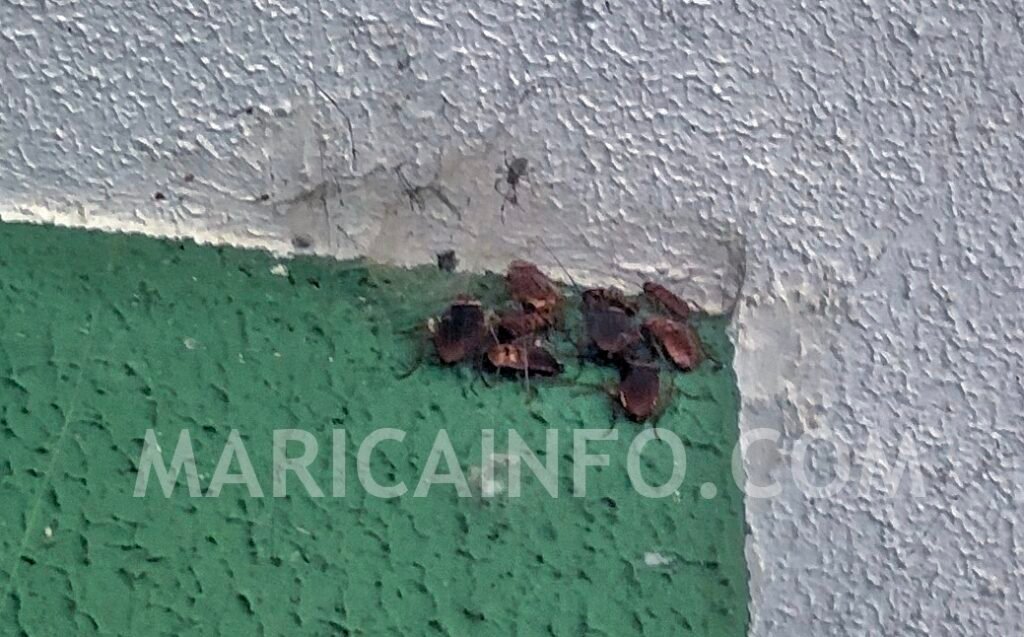 Maricá inicia dedetização do cemitério a dias do feriado de Finados; infestação de baratas ocorria há meses 9 baratas infestacao cemiterio outubro 2023