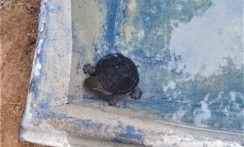 Guarda Municipal de Maricá resgata tartarugas que estavam em risco 8 tartarugas