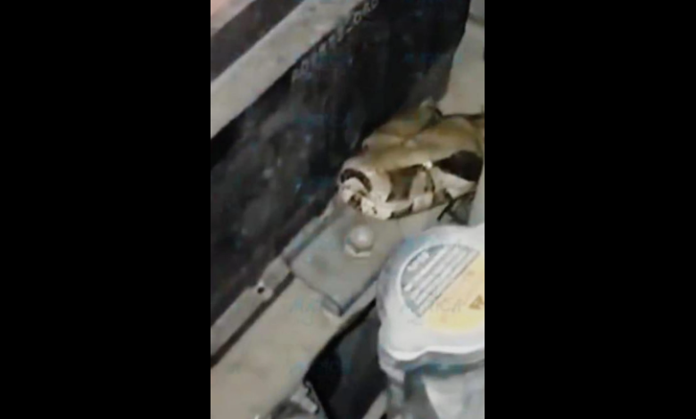 Motorista encontra cobra dentro de motor de carro em Maricá 7 cobr4