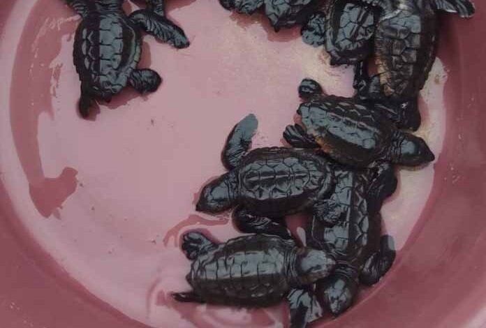 Filhotes de tartarugas são resgatados em praia de Maricá 3 filhotes de tartarugas copiar