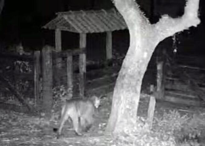 Onça-parda é flagrada em Maricá (RJ) 10 onca parda ponta negra
