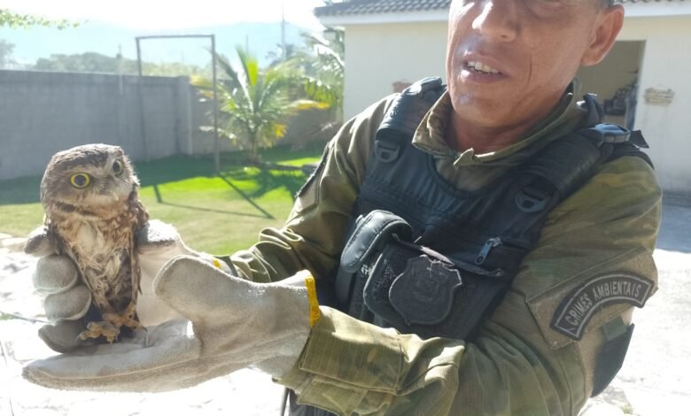 Guarda Municipal de Maricá resgata coruja-buraqueira em Itaipuaçu 7 coruja buraqueira