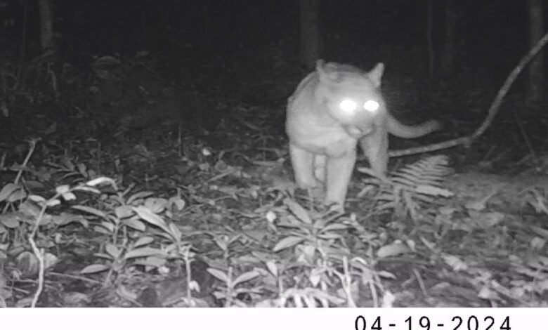 Onça-parda é flagrada novamente em Maricá (RJ) 8 onca parda marica es