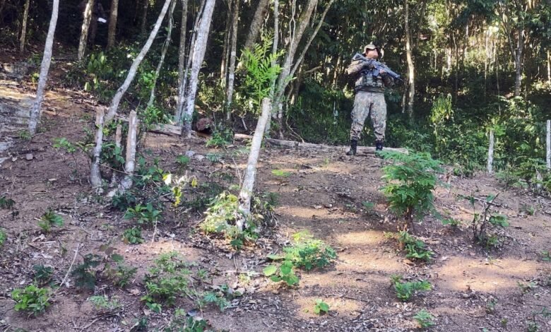 Área desmatada em Maricá é descoberta após denúncias 6 desmatamento em itaocaia
