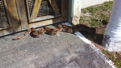 Maricá: Guarda resgata Jiboia de dois metros em residência 13 jiboia marica