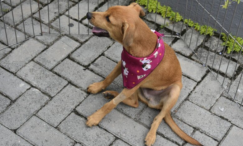 Maricá realiza 8ª Feira de Adoção de Cães e Gatos neste sábado no Centro 4 adocao caes e gatos Foto Clarildo Menezes 2
