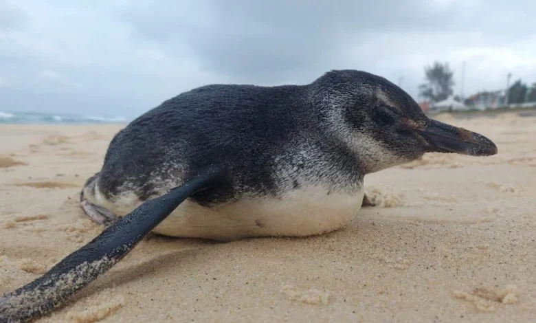 Pinguim é encontrado em praia de Maricá 8 pinguim 1