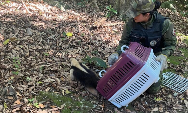 Guarda Municipal de Maricá resgata tamanduá em Itaipuaçu 10 tamandua e1722875721523