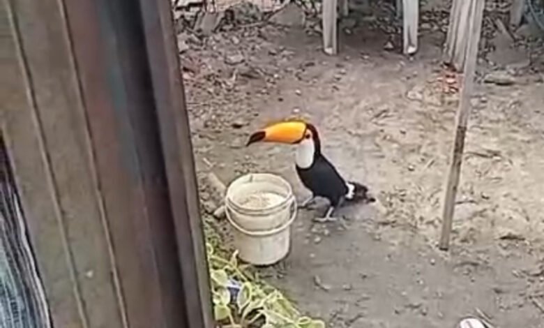 Moradora de bairro de Maricá é supreendida por visita de um Tucano 7 IMG 6584