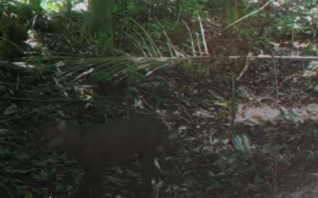 Maricá faz segundo flagrante de animal ameaçado de extinção por câmeras de monitoramento; saiba mais! 5 gato mourisco e1732802480154