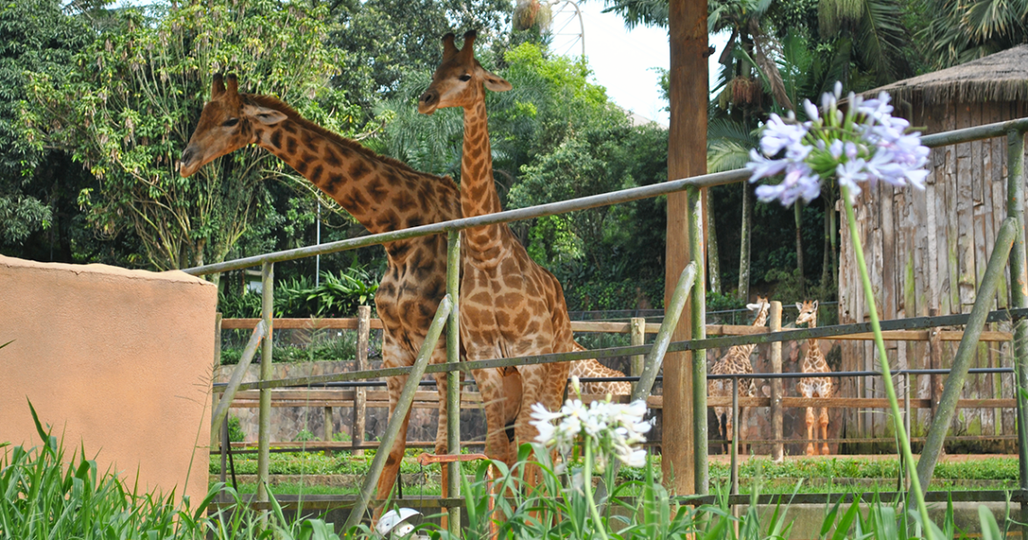 Quaquá quer construir zoológico em Maricá 7 ZOO