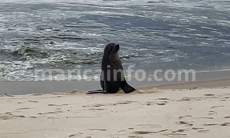 Lobo-marinho Joca aparece em praia de Maricá (RJ) 7 marinho lobo ita